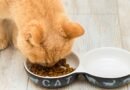 Mengapa Makanan Kucing Harus Bersertifikat Halal?